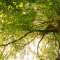 Beech tree canopy