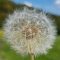 Dandelion clock