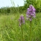 Orchids at Homefield Wood