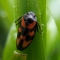 Red and black froghopper