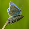 Common blue butterfly