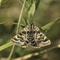 Mother Shipton moth