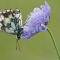 Marbled white on scabious