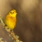 Yellowhammer perched on branch