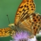 Silver-washed fritillary