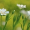 Greater stitchwort