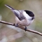 Willow tit by Harry Hogg