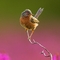 Dartford warbler on heather