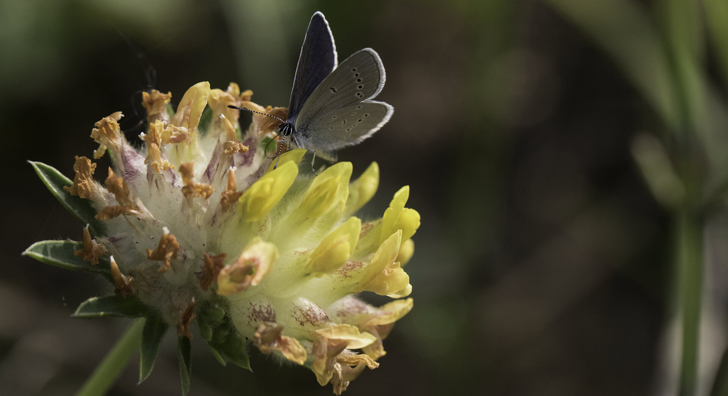 A guide to the blue butterflies Berks Bucks & Oxon Wildlife Trust