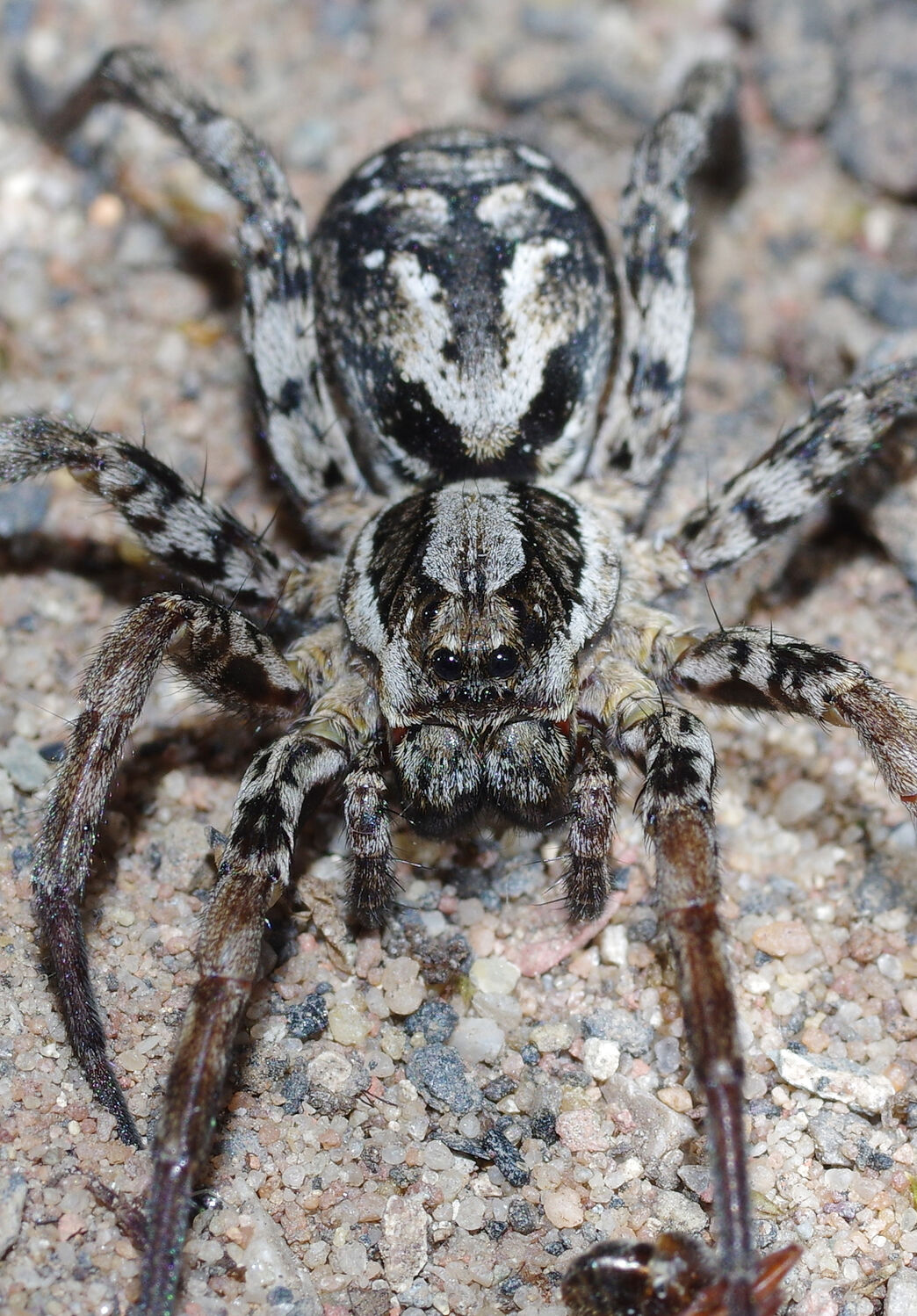 Qulative Spider Spiders of the quantum realm… | Berks Bucks and Oxon Wildlife Trust