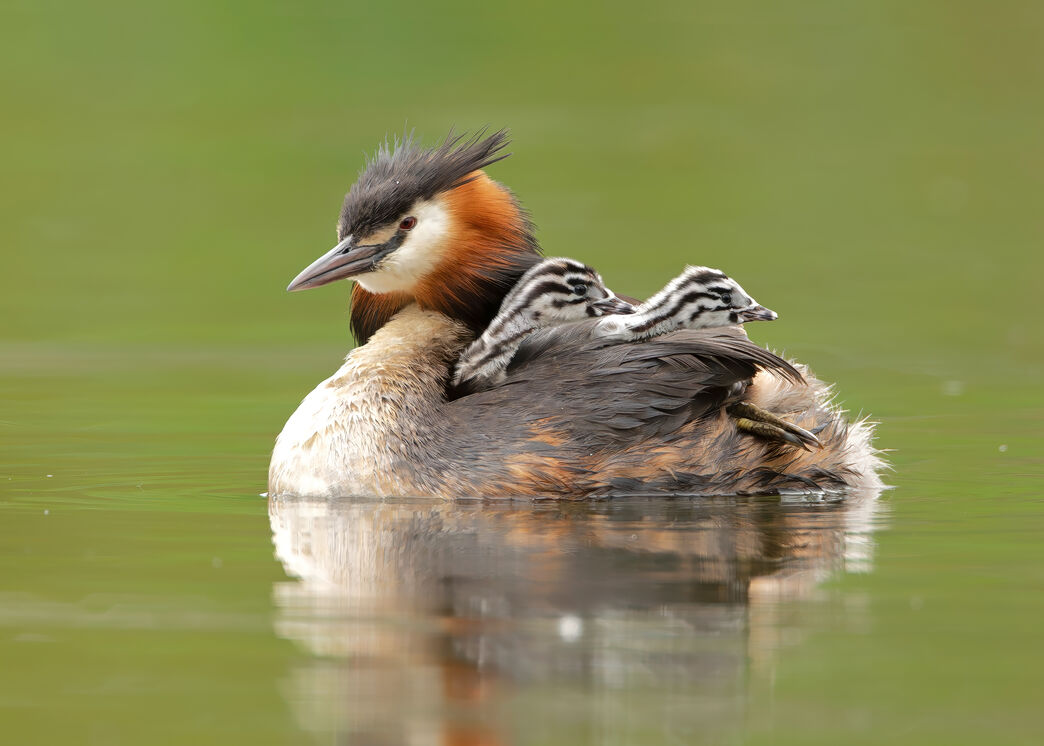 Col Grebe Award-winning photo leapfrogs over competition | Berks Bucks and Oxon ...