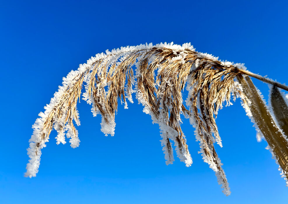 Frozen Reeds Photo Competition Results 2023 | Berks Bucks and Oxon Wildlife Trust