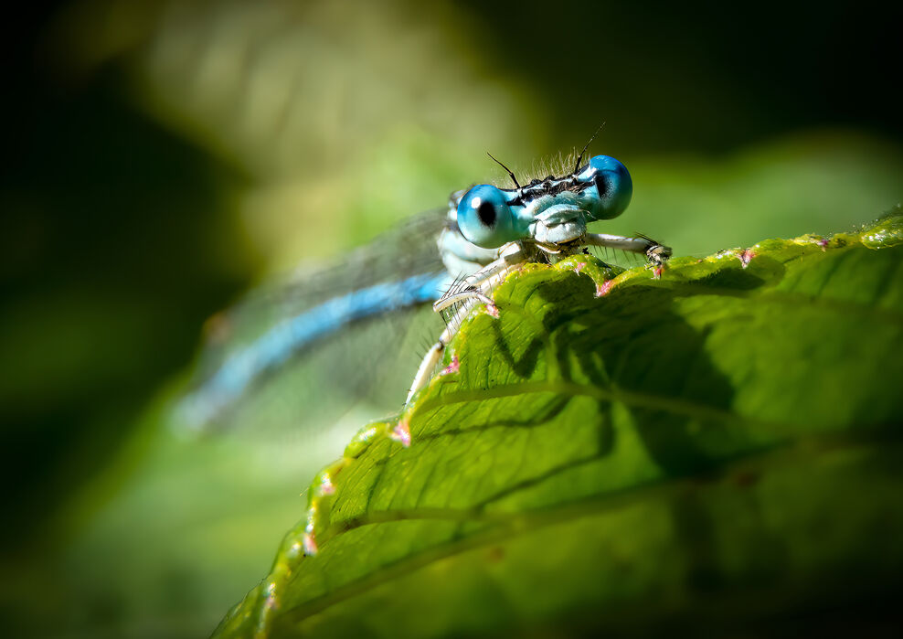 Harry Insects Photo Competition Results 2023 | Berks Bucks and Oxon Wildlife Trust
