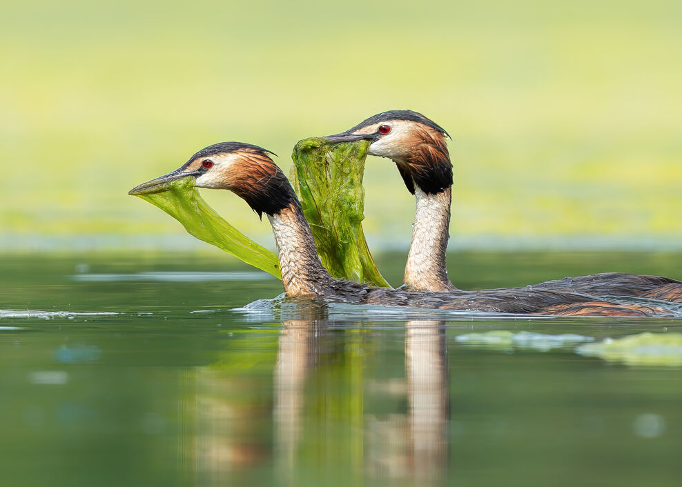 Col Grebe Award-winning photo leapfrogs over competition | Berks Bucks & Oxon ...