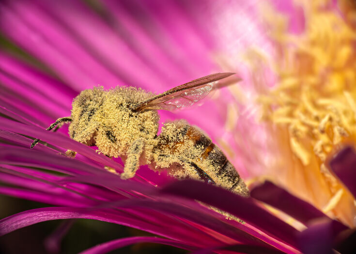 Colonel Bee Award-winning photo leapfrogs over competition | Berks Bucks & Oxon ...