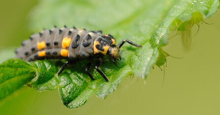 7-spot Ladybird larva