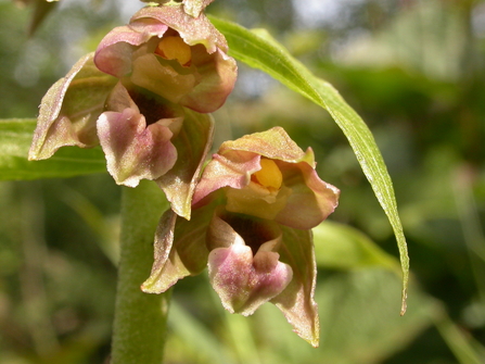 Broad-leaved Helleborine