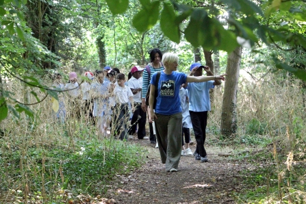 Forest walk