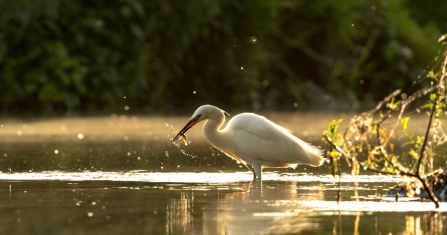 Little egret by Jason Buck