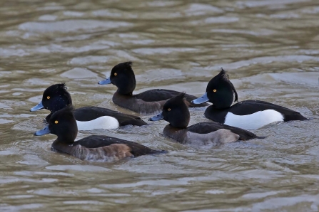 Tufted ducks