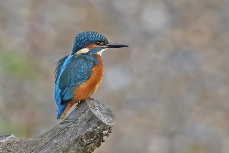 Kingfisher