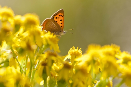 Small Copper butterfly on Common Ragwort