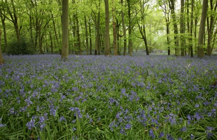 Foxholes nature reserve