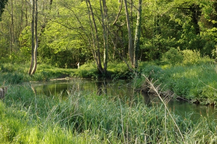 Moor Copse