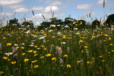 Rushbeds Wood