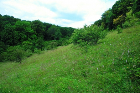 Swains Wood