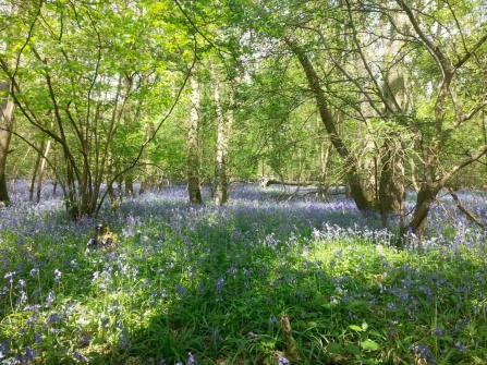 Bluebells in woodland