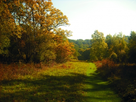 Warburg Nature Reserve by BBOWT