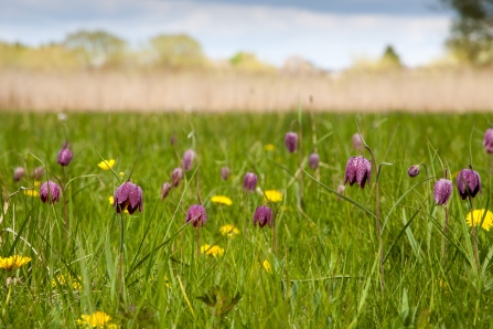 Snake's-head fritillaries