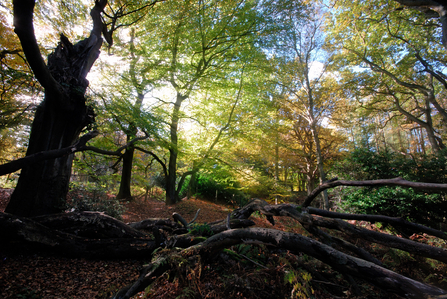 Bowdown Woods by Rob Appleby