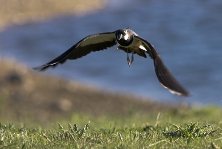 Lapwing