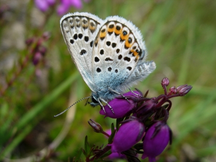 silver-studded blue butterfly