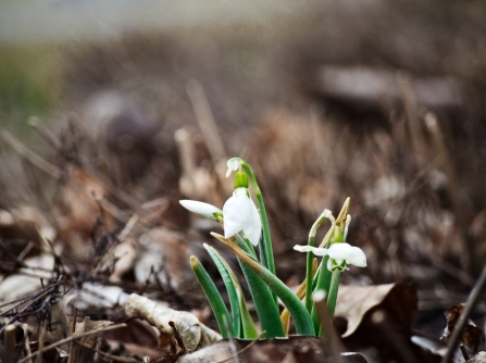 Snowdrops