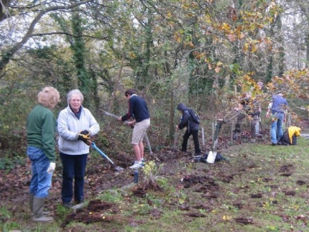 tree planting