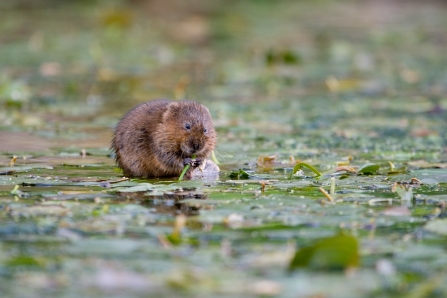 water vole