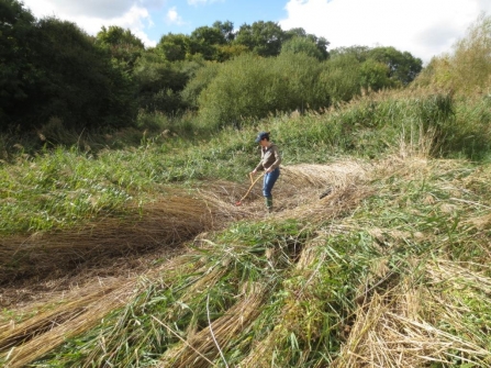 scything