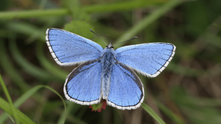 Adonis blue butterfly. Picture: Colin Williams