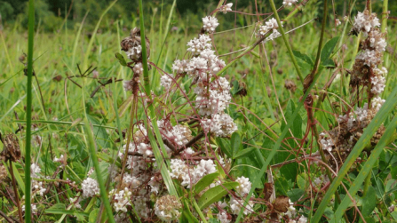 Common dodder