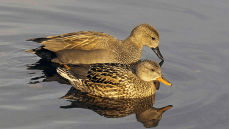 Gadwall