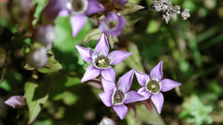 Chiltern gentians