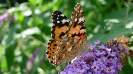 Painted lady