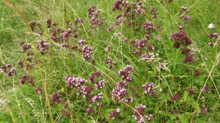 Wild marjoram