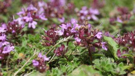 Wild thyme