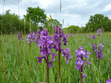 Green-winged orchids