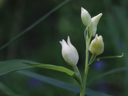 White helleborine