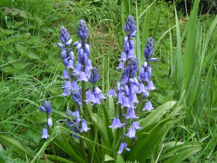 Bluebells